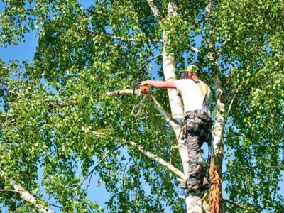 Horn Lake tree Care Pros