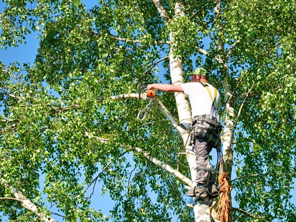 Horn Lake tree Care Pros