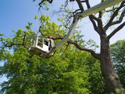 Spanaway Tree Care Collective