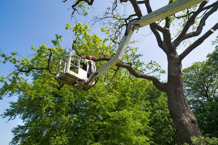 Spanaway Tree Care Collective