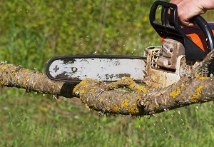 Fridley Tree Services
