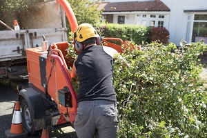 Riviera Beach Tree Services