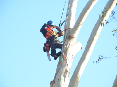 Urban Tree Solutions