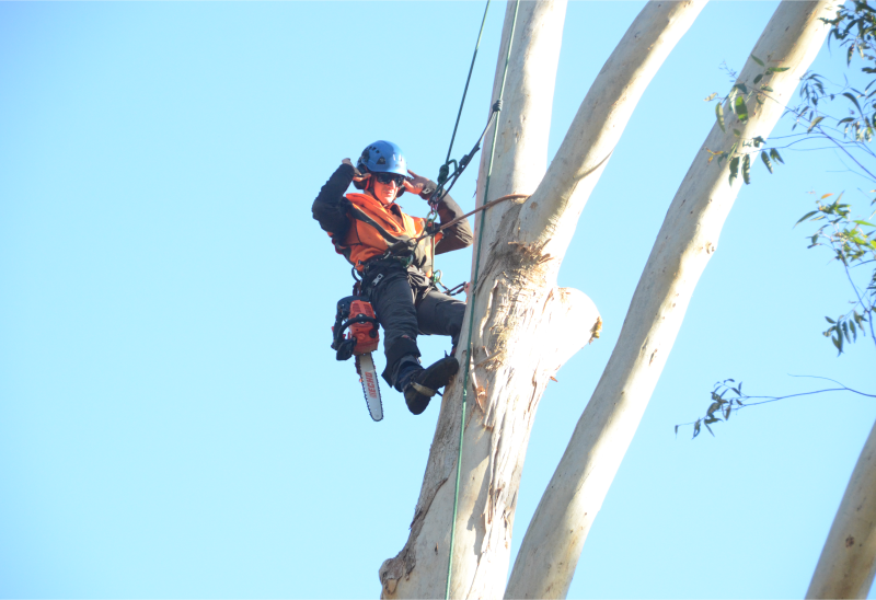 Urban Tree Solutions