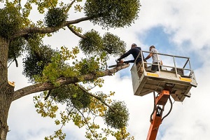 Greenville Tree Care Services