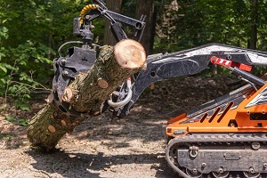 Tree Services Westfield