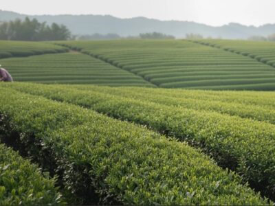 The Matcha