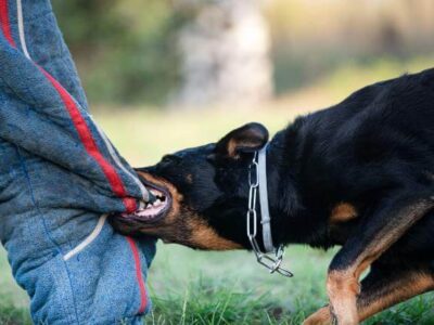 Dog Bite Claims Ltd