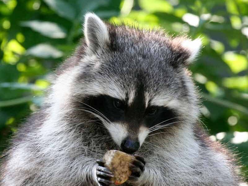 Limitless Wildlife Solutions