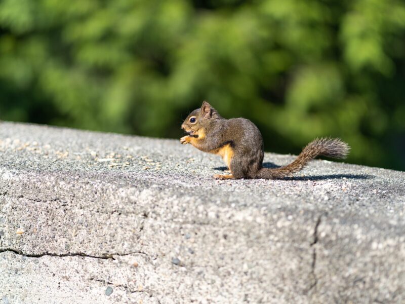 Limitless Wildlife Solutions