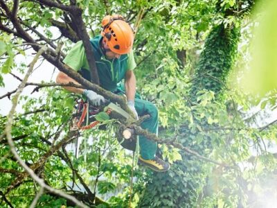 New Westminster Tree Service