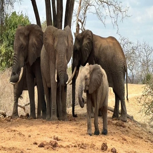 Bon Africa Tours & Safaris
